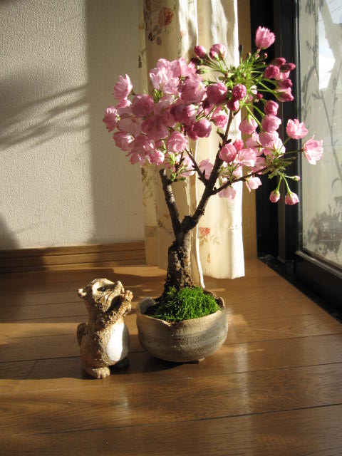 一才桜 旭山 桜盆栽のある暮らし ネット通販で格安で桜盆栽を購入する